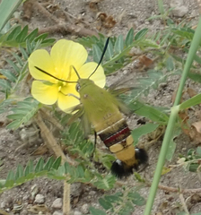 Cephonodes hylas virescens