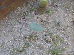 Trichocereus huascha