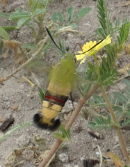 Cephonodes hylas virescens