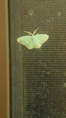 Comostolopsis stillata