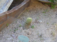 Trichocereus huascha
