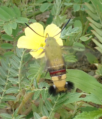 Cephonodes hylas virescens