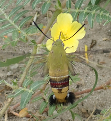 Cephonodes hylas virescens