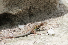 Aspidoscelis angusticeps