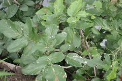 Philenoptera violacea