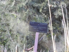 Cupressus dupreziana