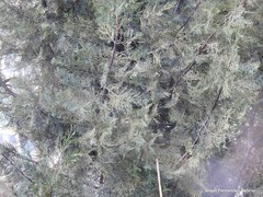 Cupressus dupreziana