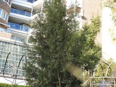 Cupressus dupreziana