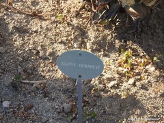 Agave murpheyi