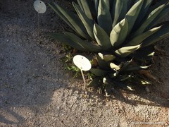 Agave ×