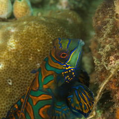 Synchiropus splendidus