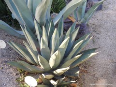 Agave ×