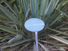 Agave salmiana salmiana