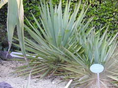 Agave salmiana salmiana