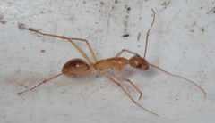 Camponotus hova