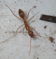 Camponotus hova