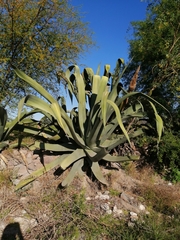 Agave mapisaga