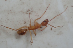 Camponotus hova