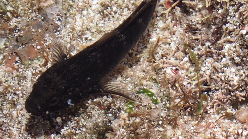Bathygobius brasiliensis