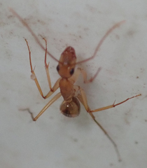 Camponotus hova