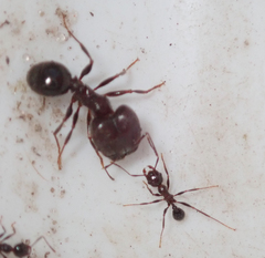 Pheidole liengmei