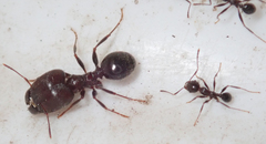Pheidole liengmei