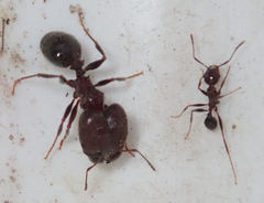 Pheidole liengmei