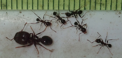 Pheidole liengmei