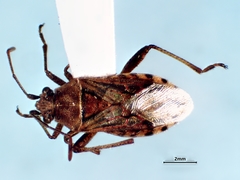 Stictopleurus punctiventris