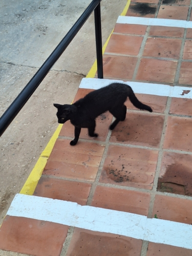 Avistamiento Gato montés (Sierra Nevada)