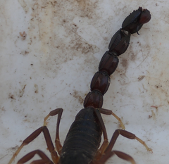 Parabuthus granulatus