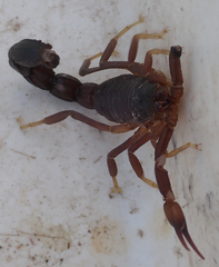 Parabuthus granulatus