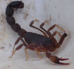 Parabuthus granulatus