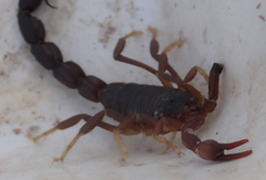 Parabuthus granulatus