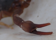 Parabuthus granulatus