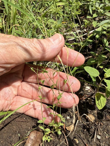 Arenaria benthamii, 2026-04-24