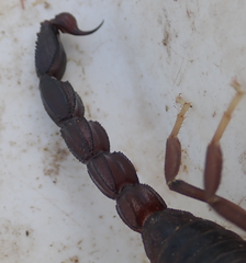 Parabuthus granulatus