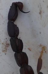 Parabuthus granulatus