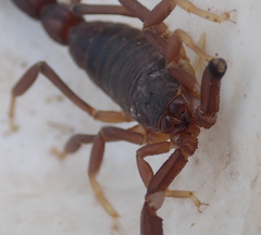 Parabuthus granulatus