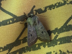 Orthosia gracilis