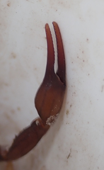 Parabuthus granulatus