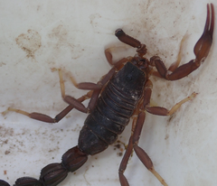 Parabuthus granulatus