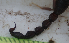 Parabuthus granulatus