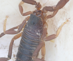 Parabuthus granulatus