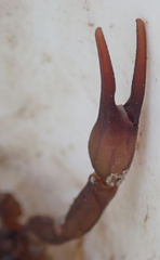 Parabuthus granulatus