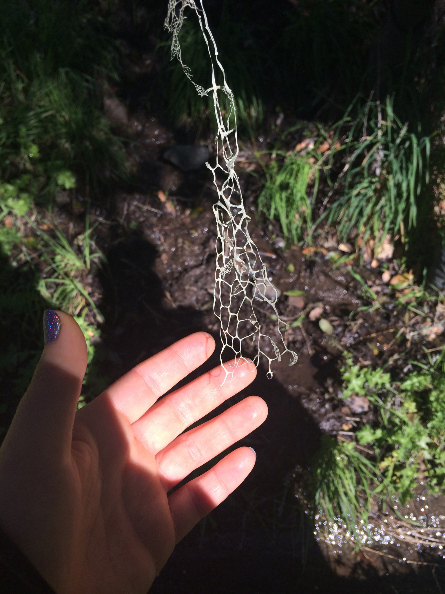 Ramalina image
