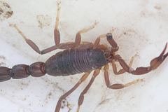 Parabuthus granulatus