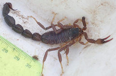 Parabuthus granulatus