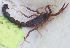 Parabuthus granulatus