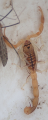 Uroplectes planimanus